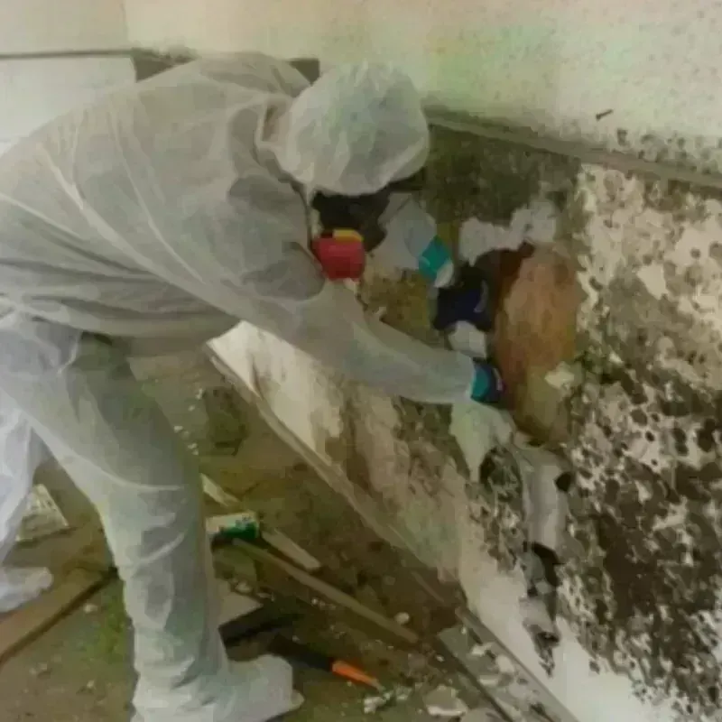 Mold Remediation and Removal in Waterman, IL